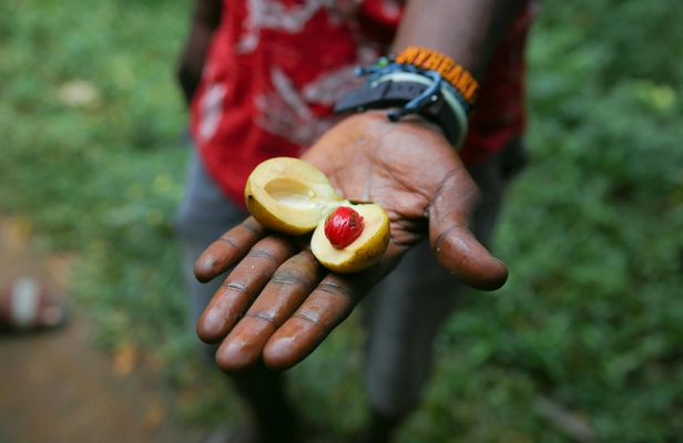 Private Tour to Spice Plantation, Cave, and Village Adventure from The Mora Zanzibar