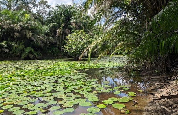 Private Tour to Hike in the Masingini Forest from The Mora Zanzibar