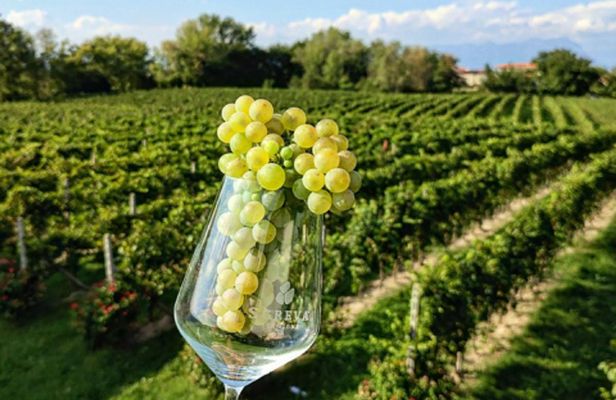 World of Lugana Wines Tour at Lake Garda