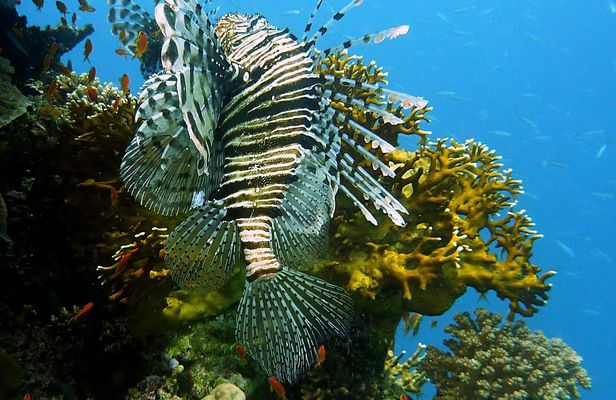 Intro diving for beginners and Red Sea cruise in Sharm El Sheikh