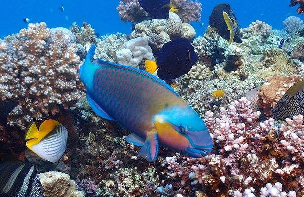 Red Sea cruise to Ras Mohamed with lunch from Sharm El Sheikh