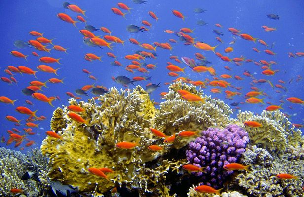 Ras Mohamed pirates adventure from Sharm El Sheikh