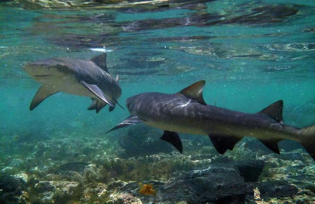 Sal Lemon Shark Experience