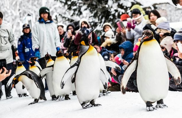 Full-Day Asahiyama Zoo, Biei and Ningle Terrace Guided Tour