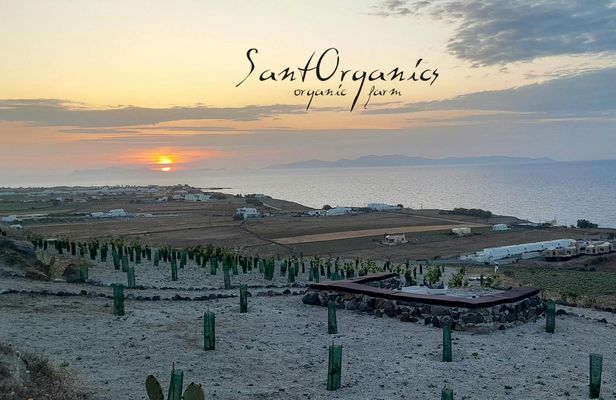Santorini Private Agro-Educational Visit to an Organic Farm