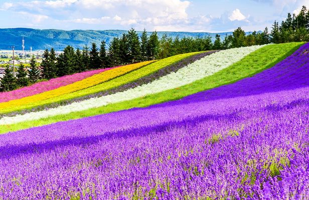 Full-Day Biei, Furano Flower Sea, Ningle Terrace Tour with Lunch