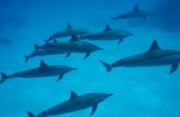 Dolphin House Snorkeling Cruise and Diving for Beginners in Marsa Alam