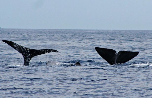 Whale and Dolphin Watching Boat Tour in Pico Island