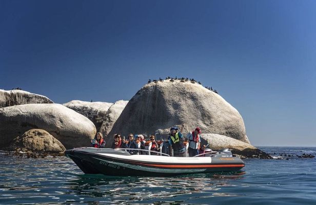 Cape Town Marine Wildlife Boat Cruise