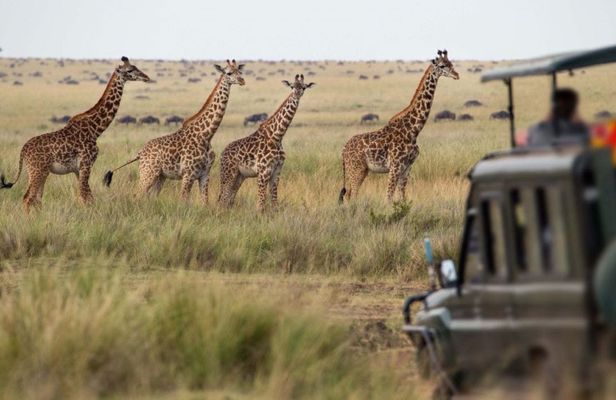 Aquila Private Game Reserve Safari Experience from Cape Town