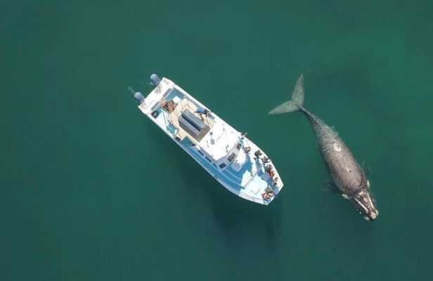 Whale Watching Tour in Gansbaai with Expert Guides