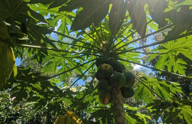 Private Guided Tour of Darwin's Tropical Gardens and City Highlights