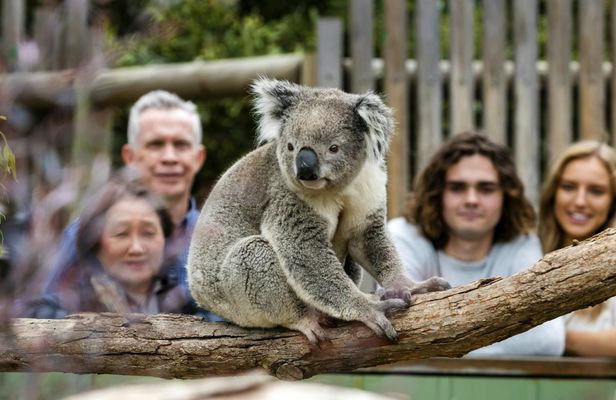 Phillip Island Wildlife and Brighton Beach Boxes private car tour