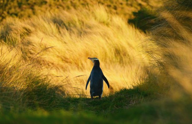 Penguin Habitat and Rehabilitation Centre Guided Tour in Dunedin