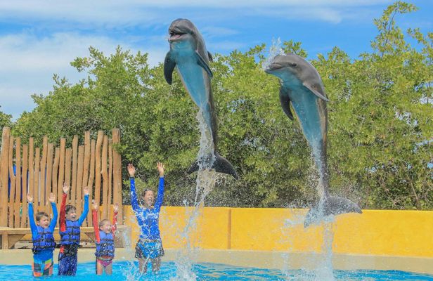 Kids dolphin discovery
