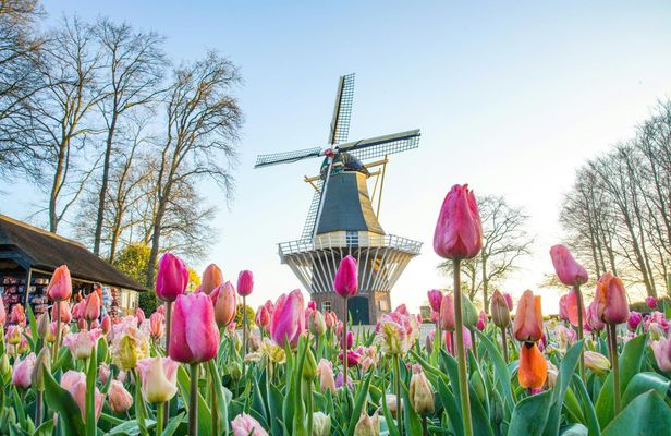 Dutch countryside and Keukenhof Gardens full-day tour from Antwerp