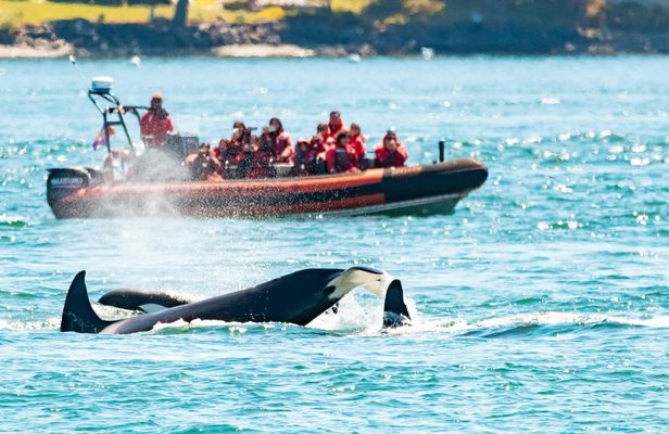 Zodiac whale watching and wildlife tour