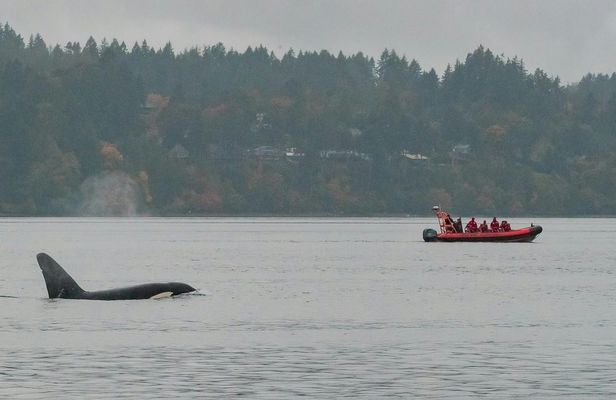 Victoria Winter Whale Watching on a Zodiac Vessel