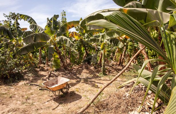 Full Day Tour at a Sustainable Farm from Saly with Lunch