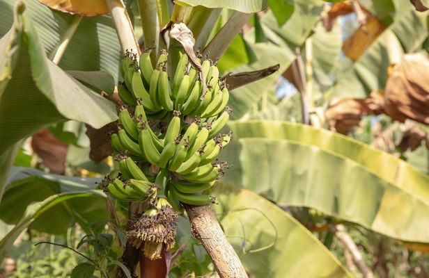 Full Day Tour at a Sustainable Farm from Pointe Sarène with Lunch