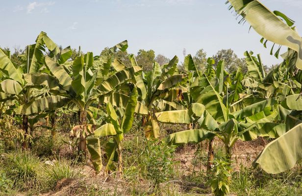 Full Day Tour at a Sustainable Farm from Somone with Lunch