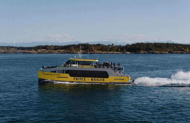 Sunset whale watching adventure from Victoria