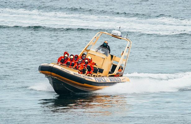 Zodiac Whale Watching Adventure From Victoria