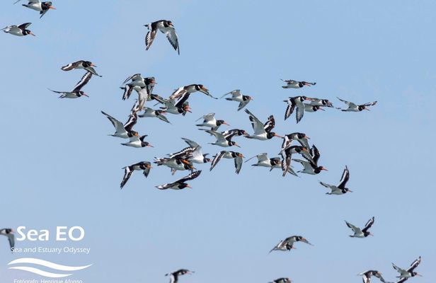 Birdwatching boat tour in Lisbon