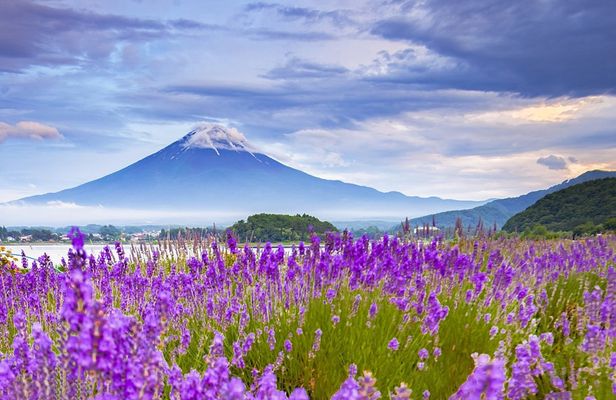 Mt. Fuji Kawaguchi Lake, Oshino Hakkai and Japanese Matcha 1-Day Trip