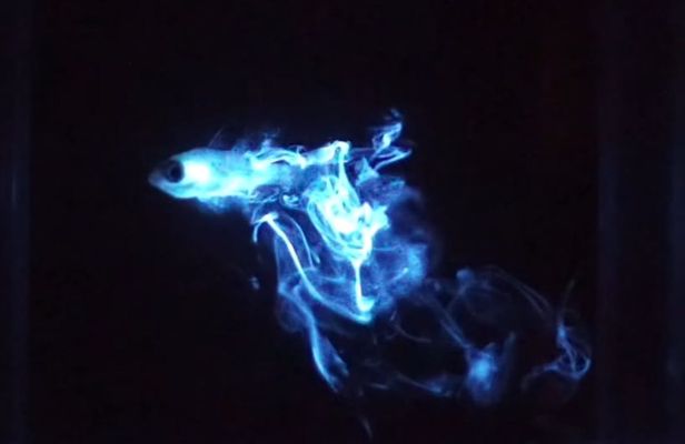 Bioluminescent Night Dive