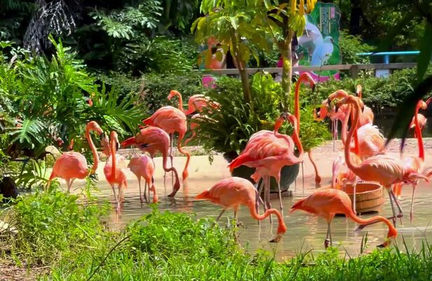Chimelong Bird Park Entrance Tickets