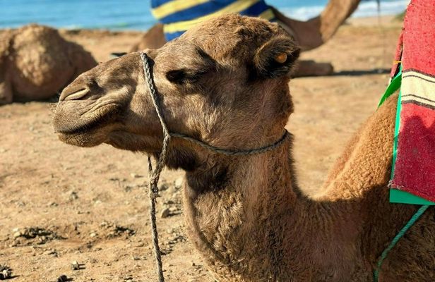 Camel Ride Experience in Essaouira's Coastal Region