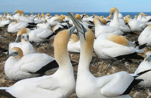Muriwai Beach and Gannet Eco Tour with Wine Tasting