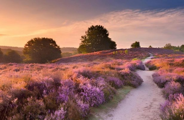 Self-Guided Gastronomic Journey Through the Veluwe