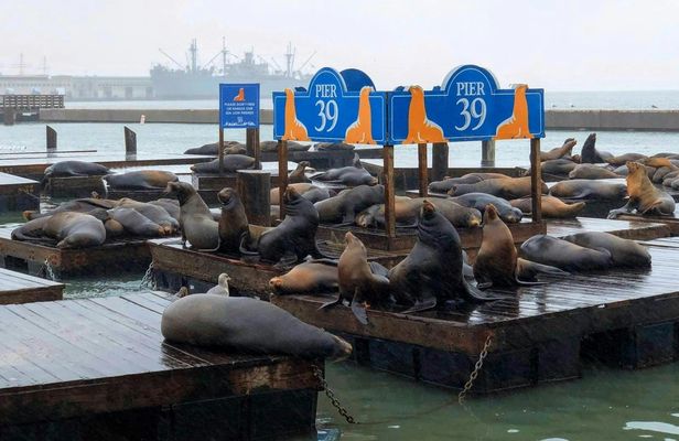 Fisherman’s Wharf Guided Tour with Exploratorium Ticket