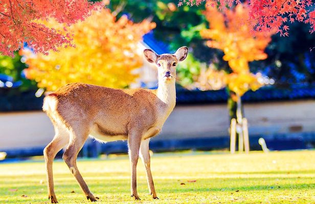 Kyoto 1-Day Trip from Osaka with Nara Park and Worl Heritage Sites