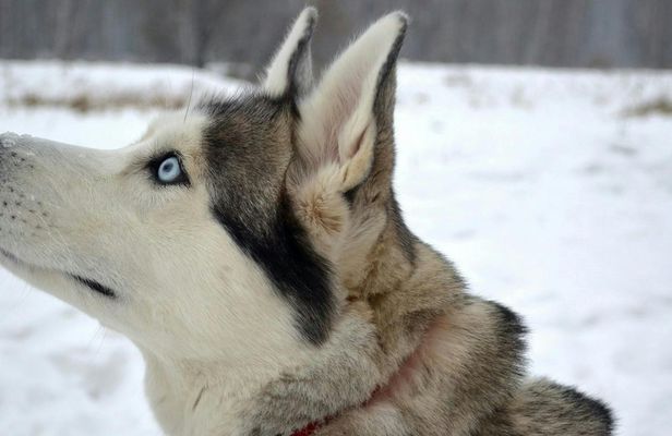 1.5-Hour Husky Sled Ride in Rovaniemi