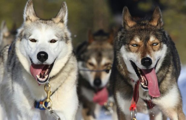 5 km Self-Driven Husky Sled Adventure in Rovaniemi