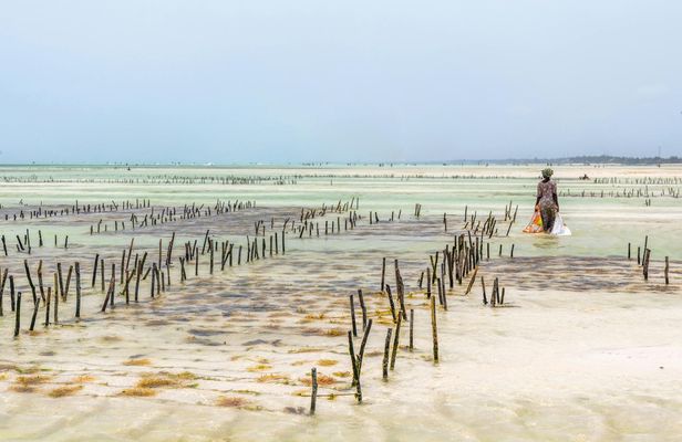 Private Tour to Explore People and Culture from The Mora Zanzibar