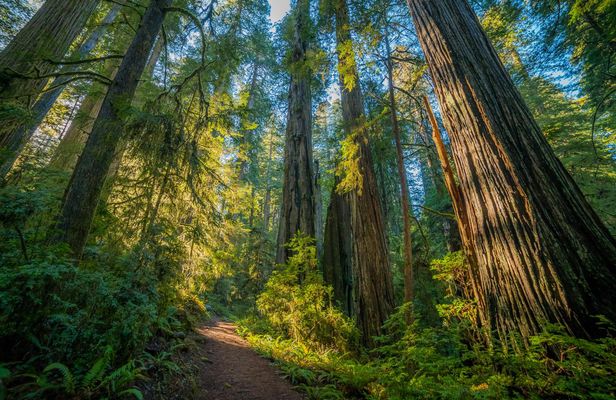 Redwoods National and State Park self-guided driving audio tour