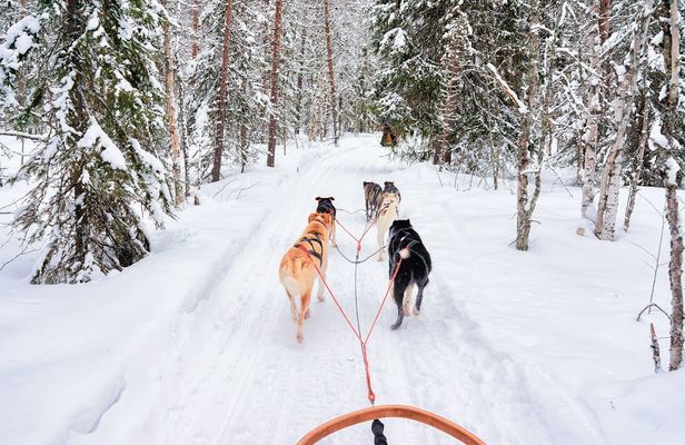 Family Day with Snowmobiles, Arctic Animals and Santa Village