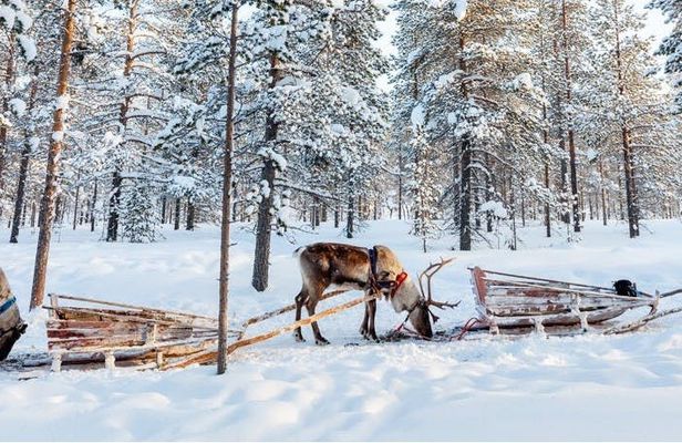 Guided Reindeer Experience in Levi