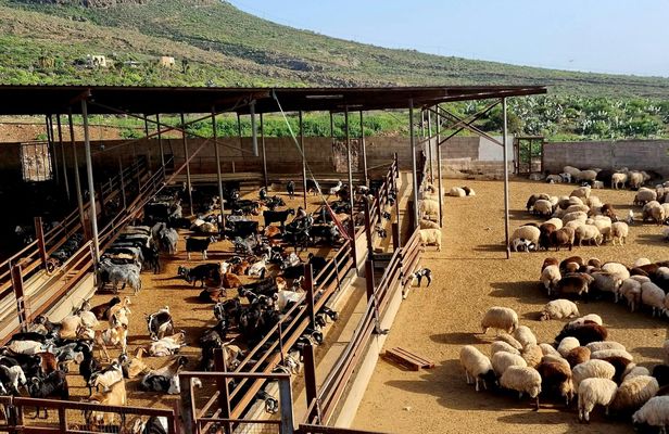 Goat farm tour with wine and cheese tasting in Adeje
