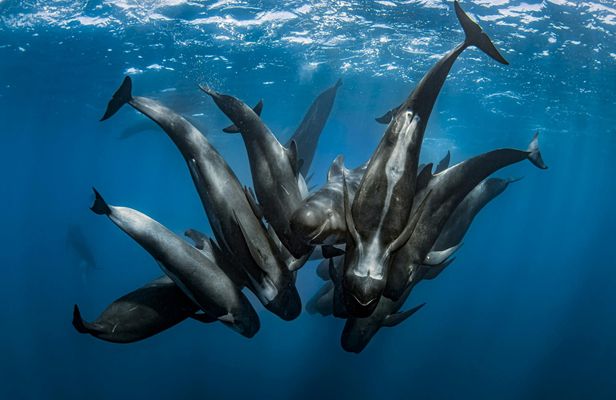 Tarifa whale and dolphin watching tour