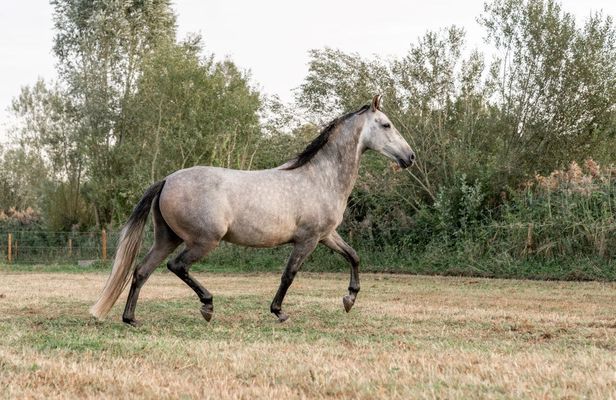 Horseback Riding in Doñana National Park from Seville