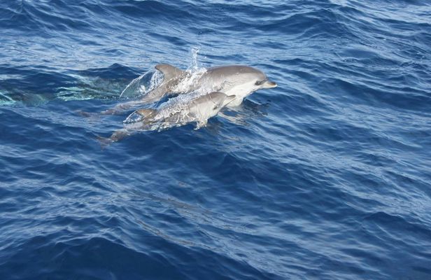 Lanzarote Dolphin Watching Mini Cruise