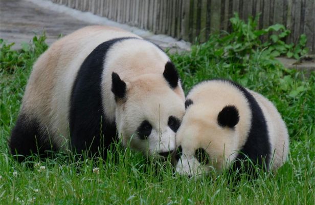 Full Day Tour of Chengdu Panda Base