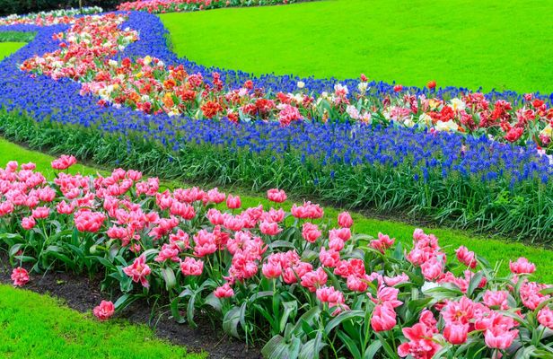 Windmill Cruise and Access to Keukenhof Gardens with Audioguide