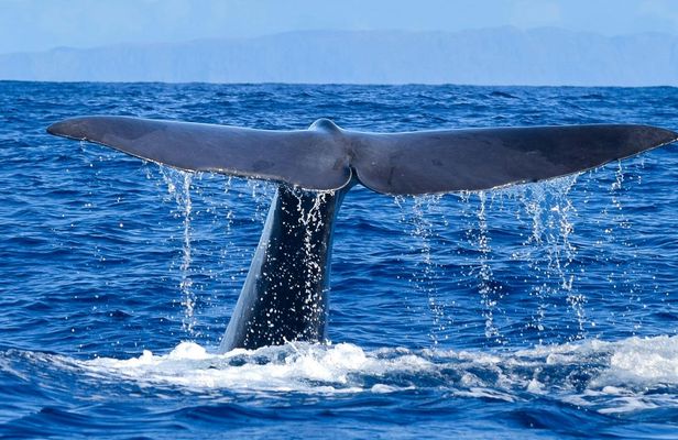 Whale and dolphin watching experience from Funchal