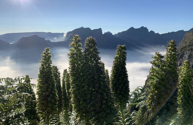 The enchanted east of Madeira's natural wonders 4x4 guided tour